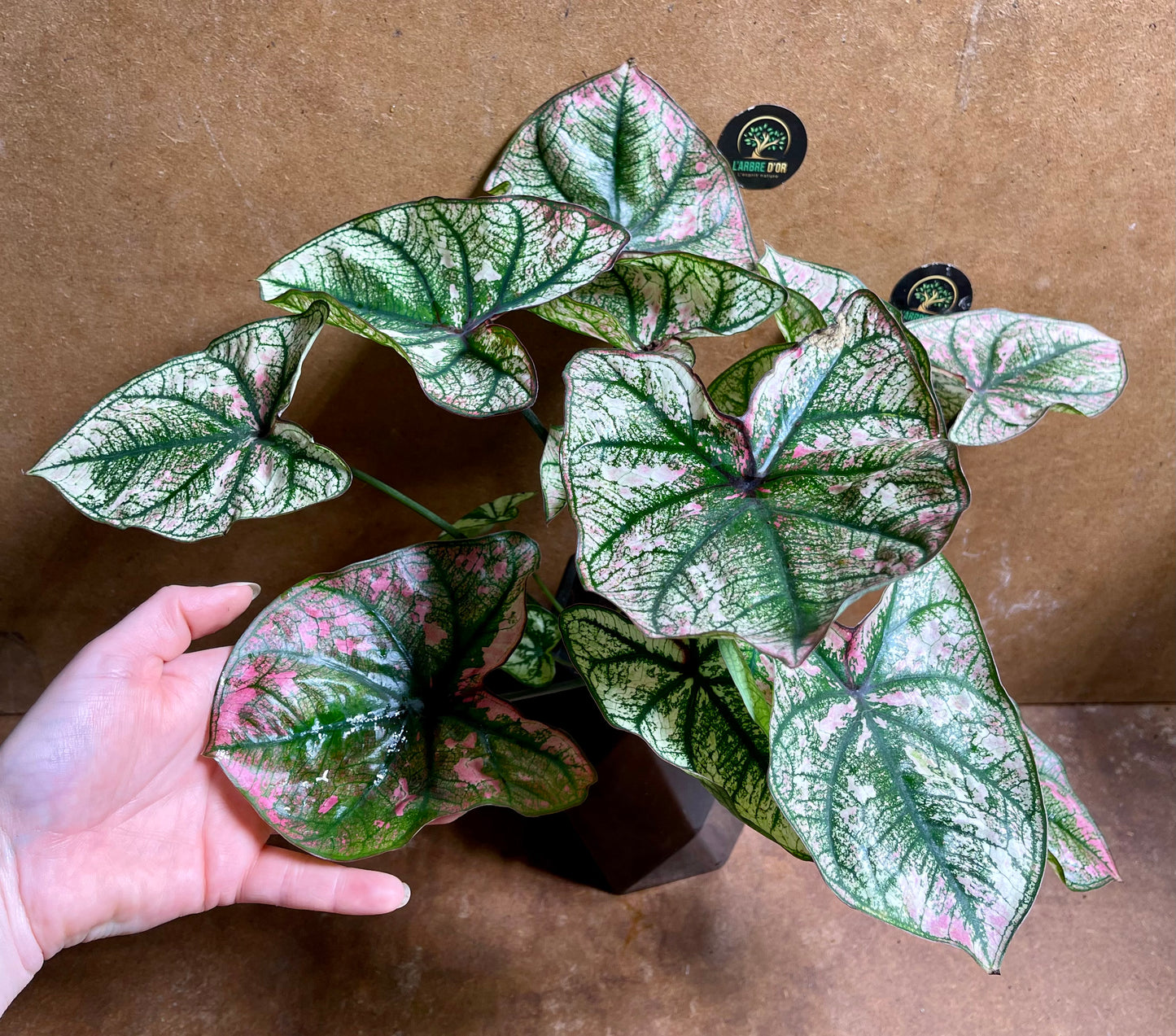 Caladium purple light