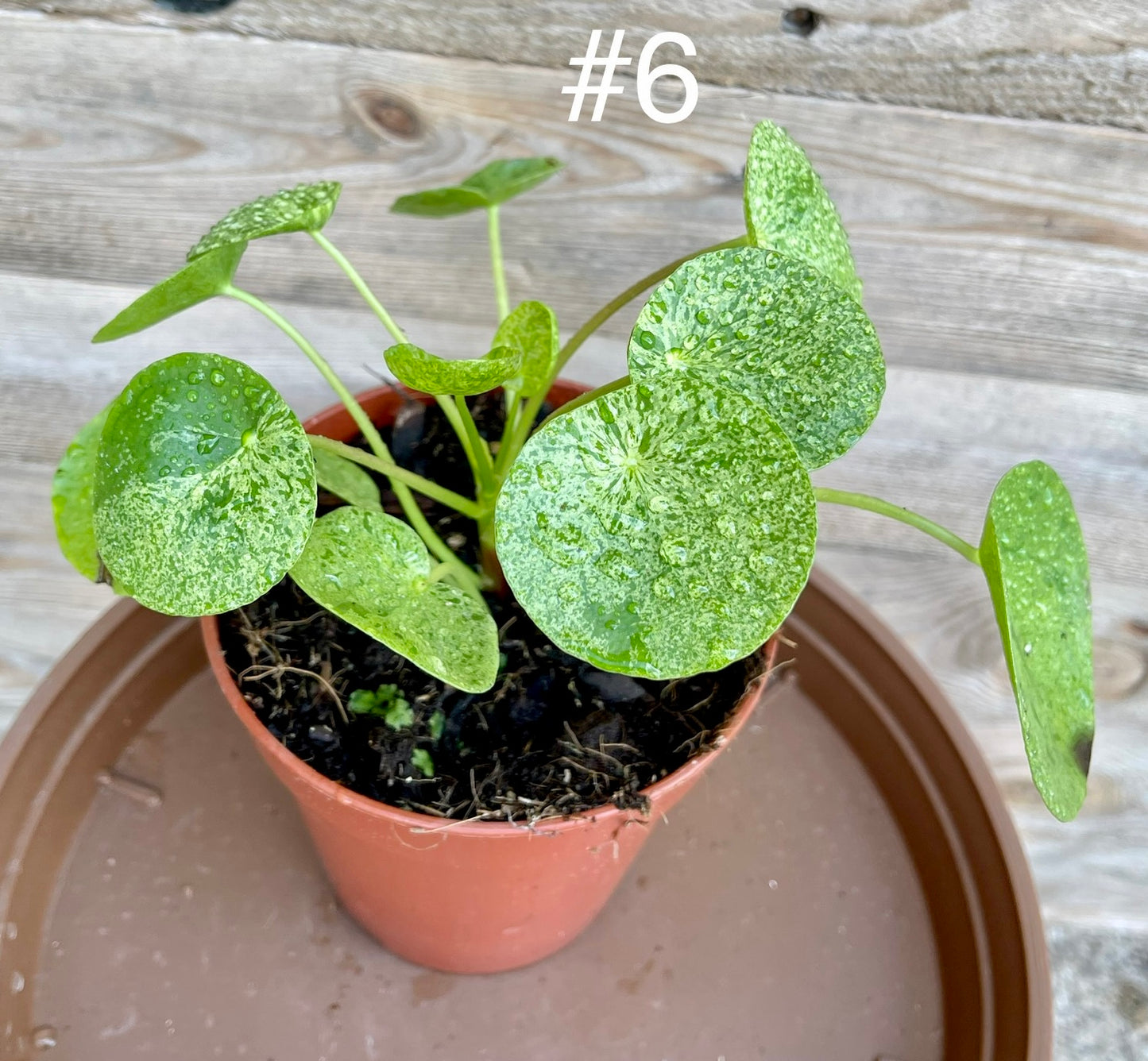 Pilea peperomioide mojito