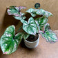 Caladium purple light