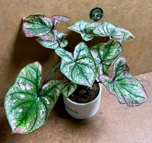 Caladium purple light