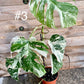 Monstera albo variegata moyenne variegation