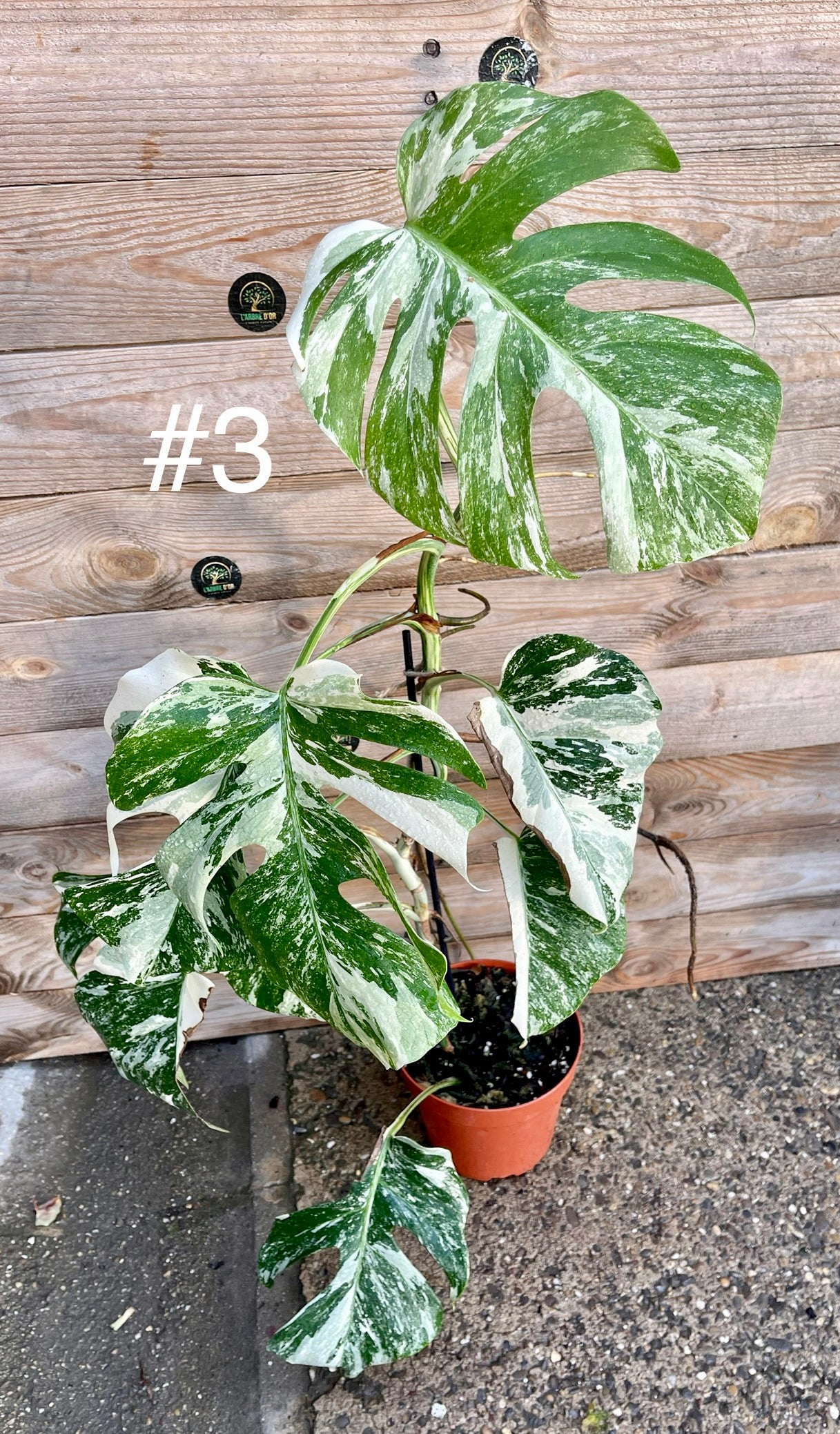 Monstera albo variegata moyenne variegation