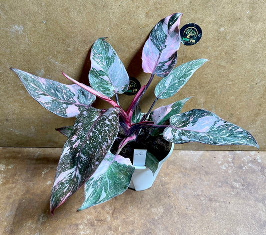 Philodendron pink princess marble galaxy