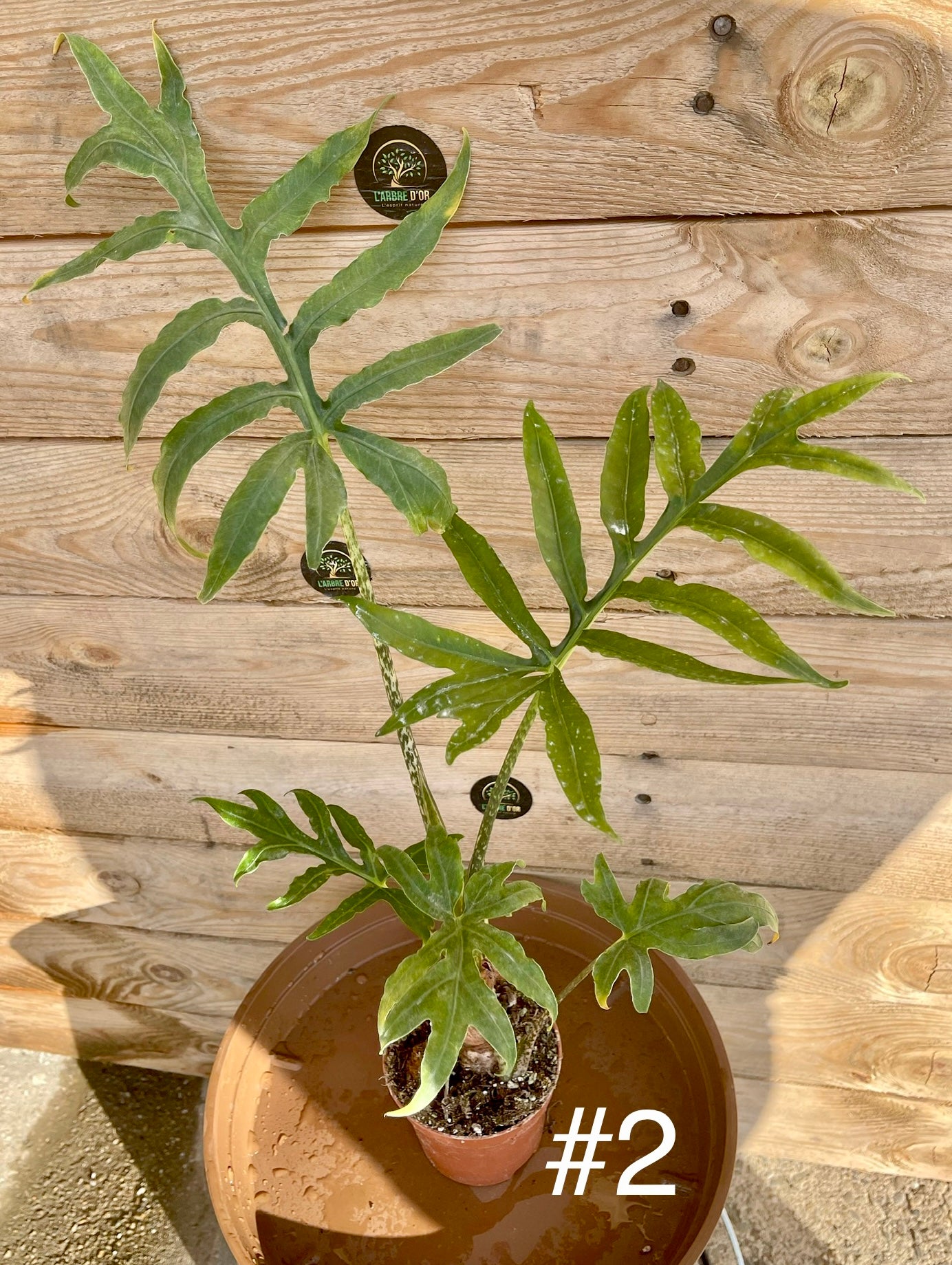 Alocasia brancifolia