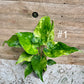 Alocasia cuculata variegata taille L