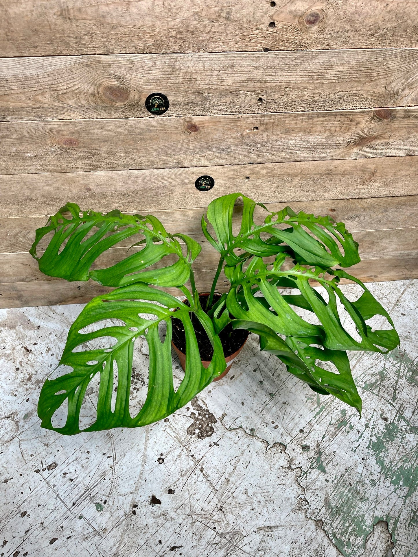 Monstera esqueleto taille L