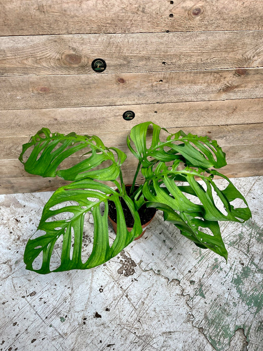 Monstera esqueleto taille L