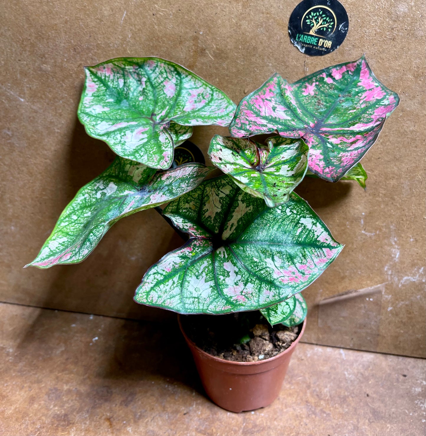 Caladium purple light