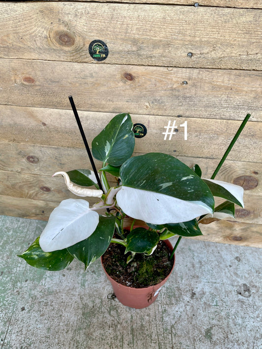 Philodendron white wizard taille L haute variegation