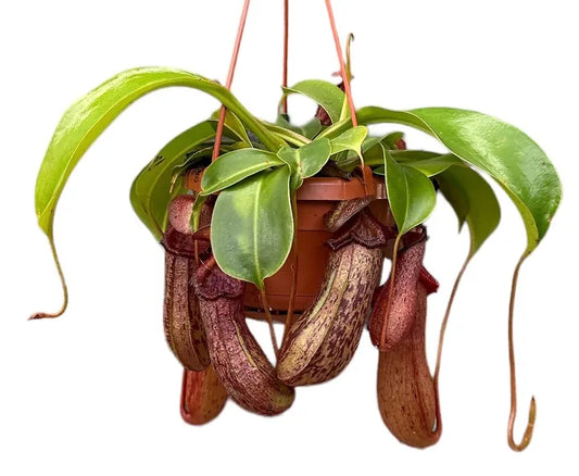 Nepenthes rob