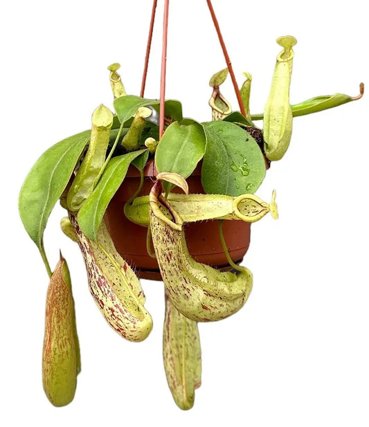 Nepenthes mojito