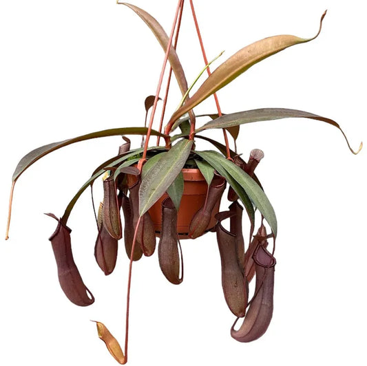 Nepenthes Rebecca