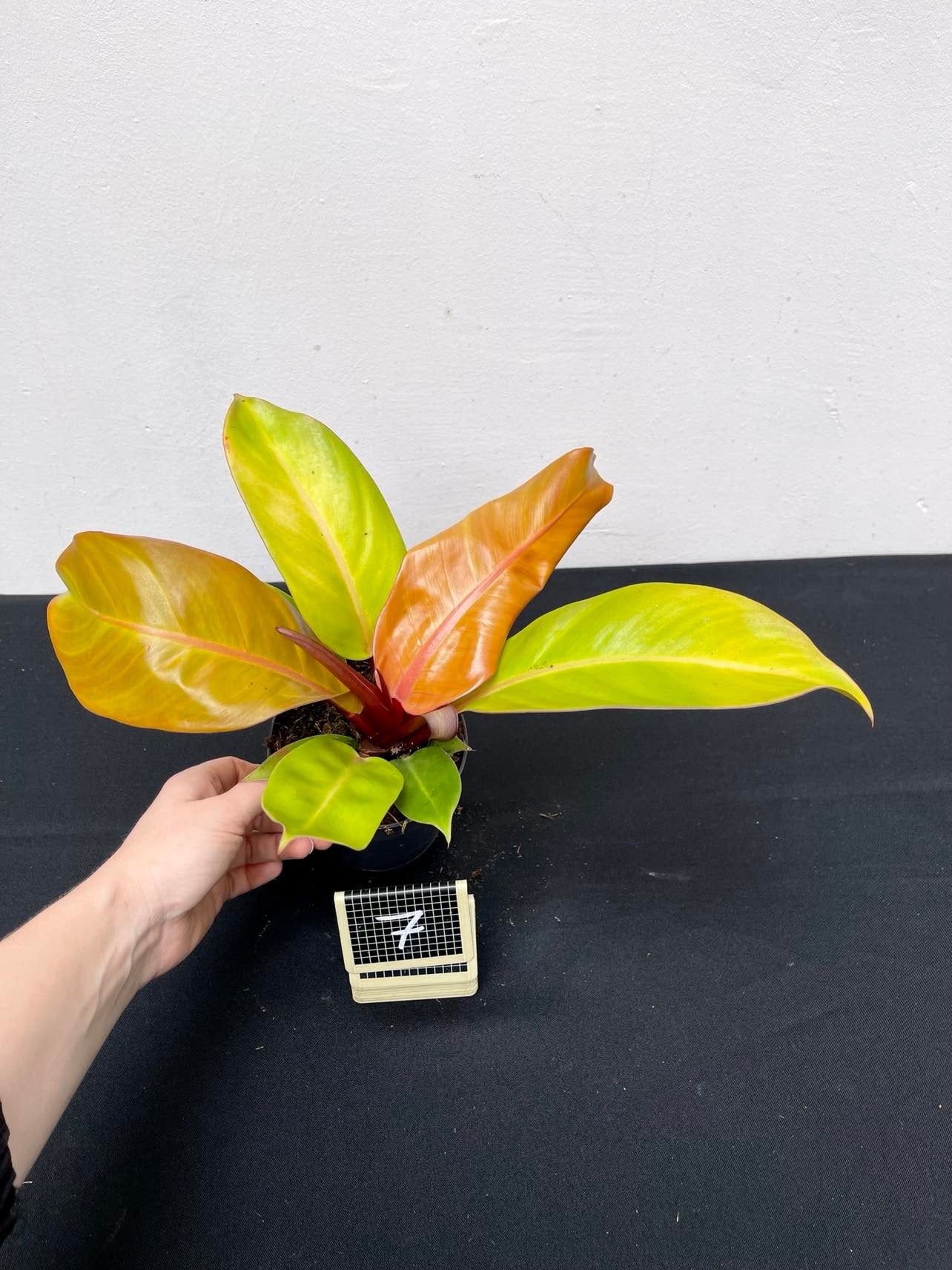 Philodendron prince of orange