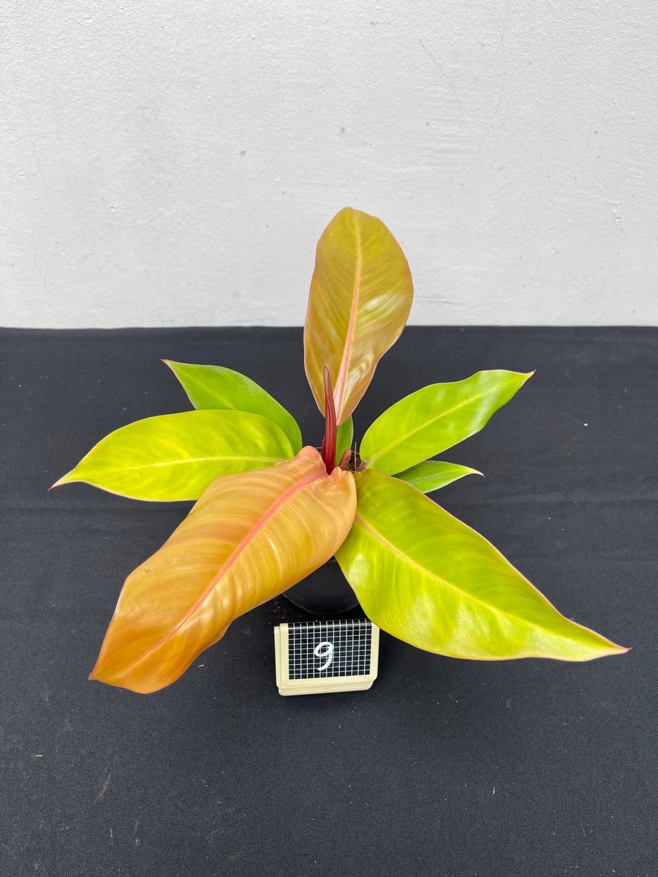 Philodendron prince of orange