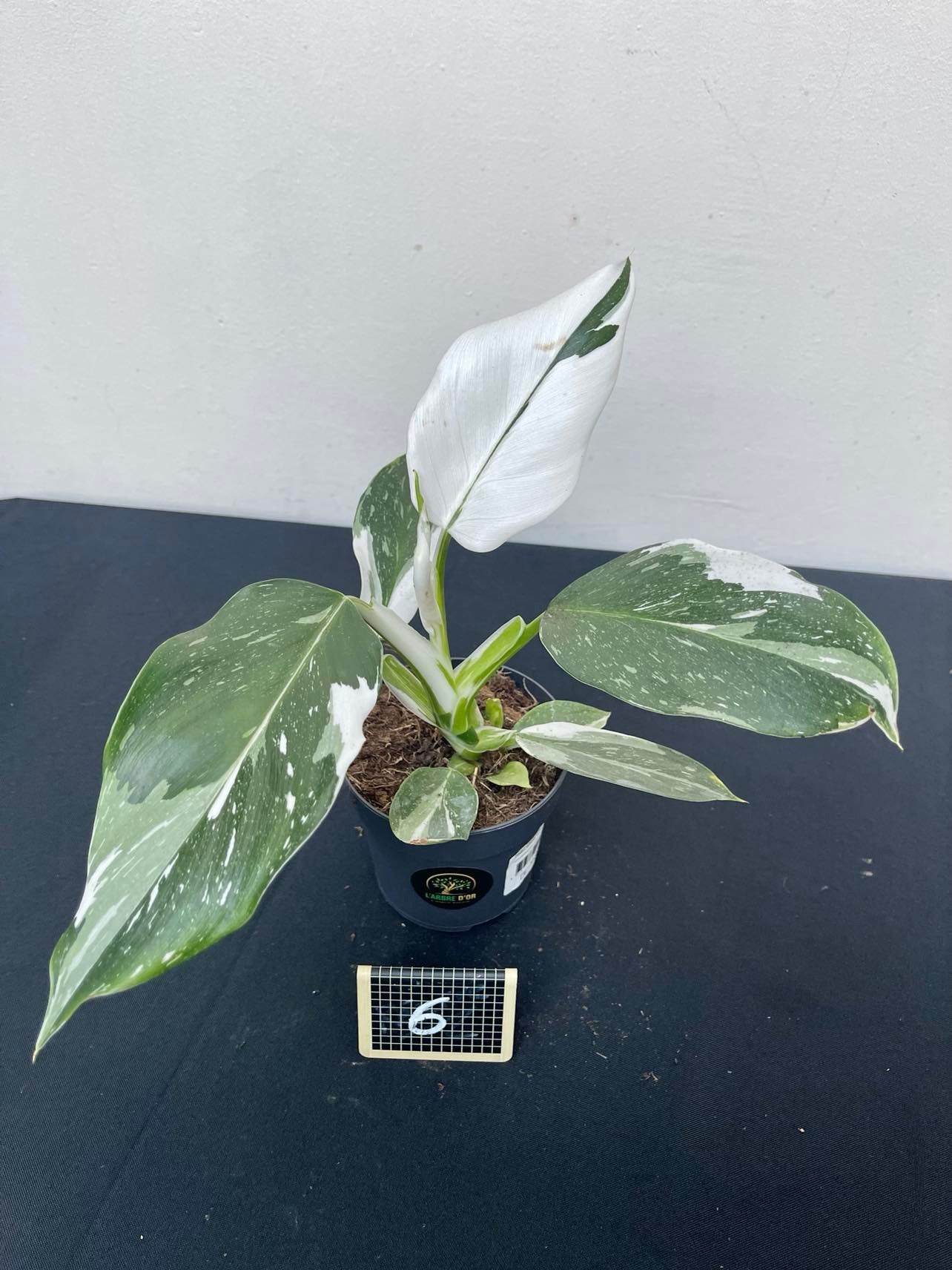 Philodendron white wizard