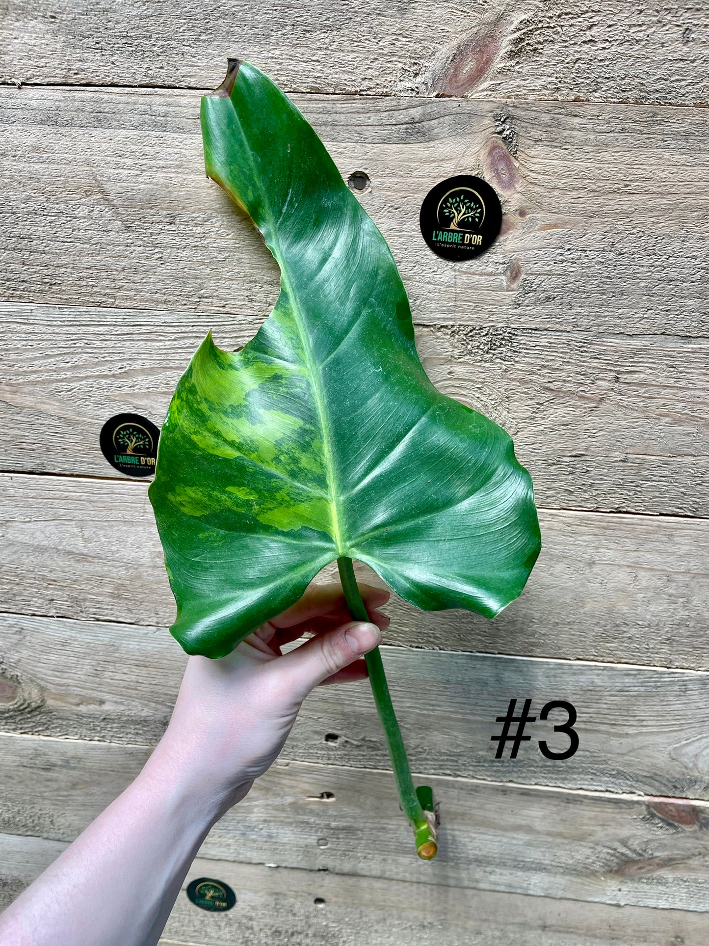 Philodendron Domesticum variegata Boutures