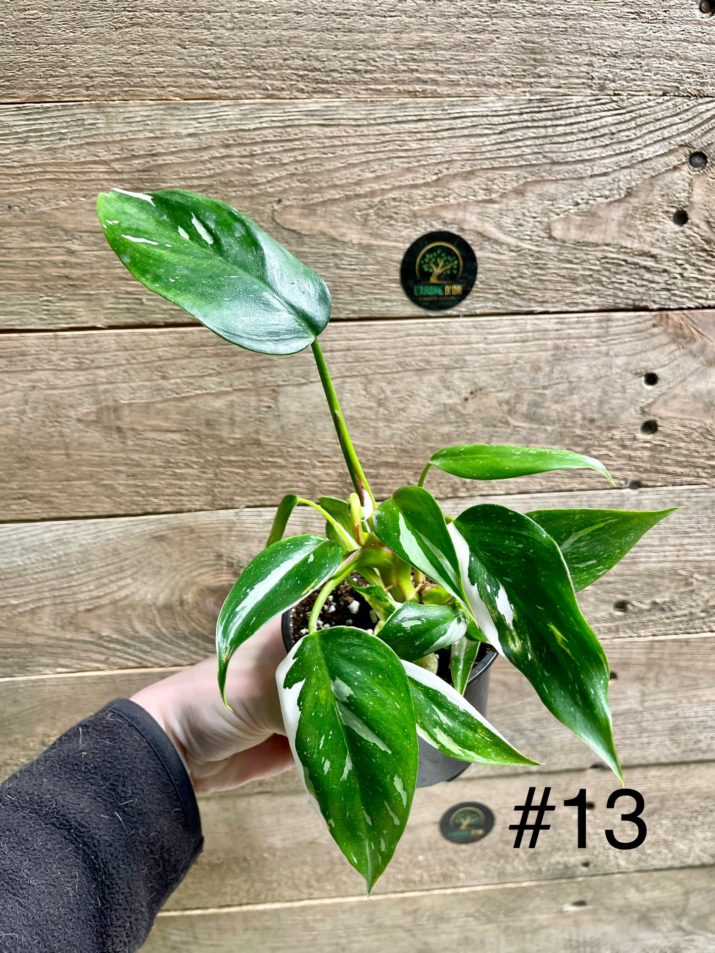 Philodendron white princess taille S