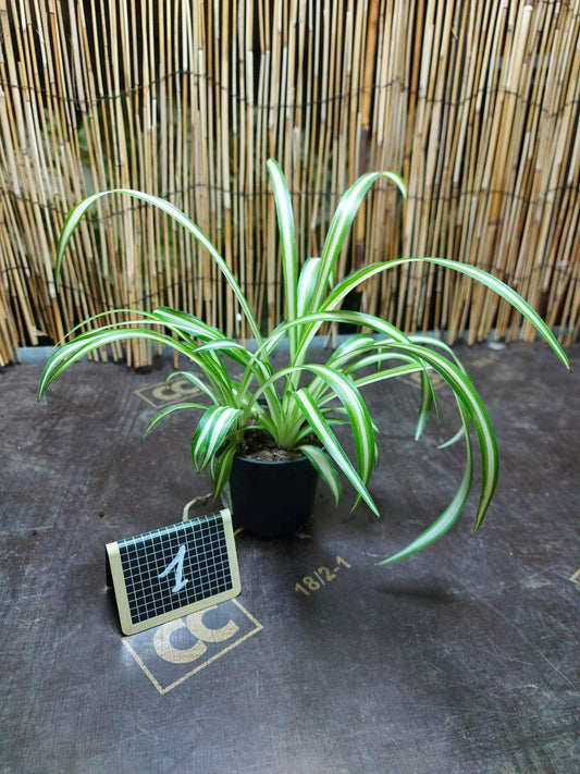 Chlorophytum