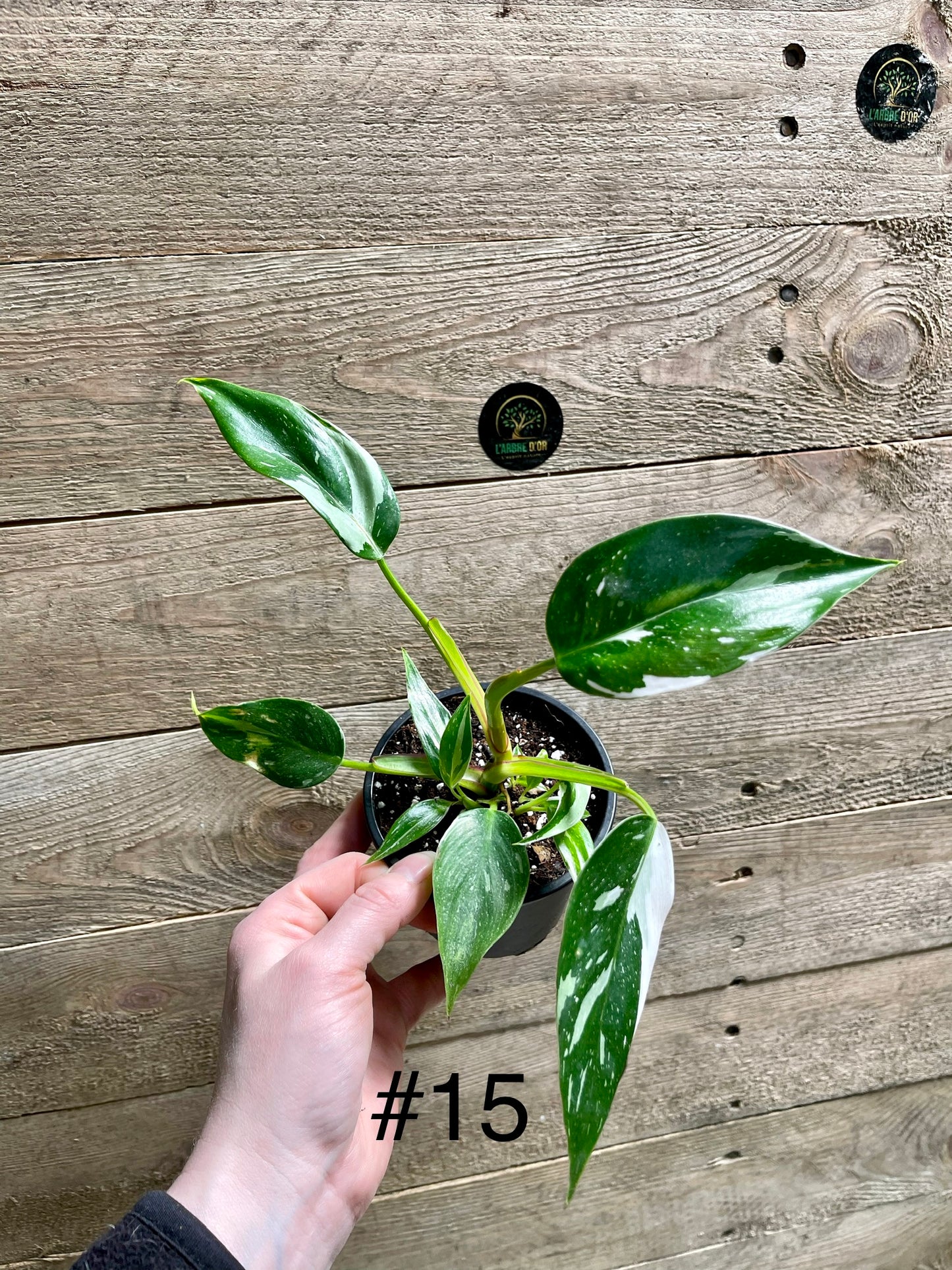 Philodendron white princess taille S