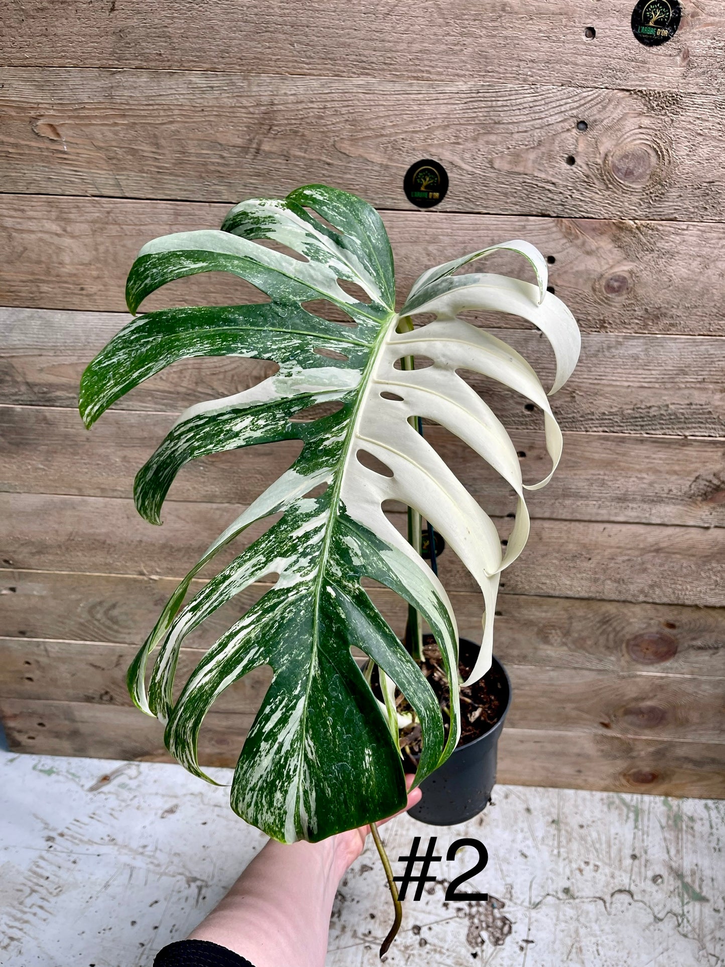 Monstera variegata big form BOUTURES