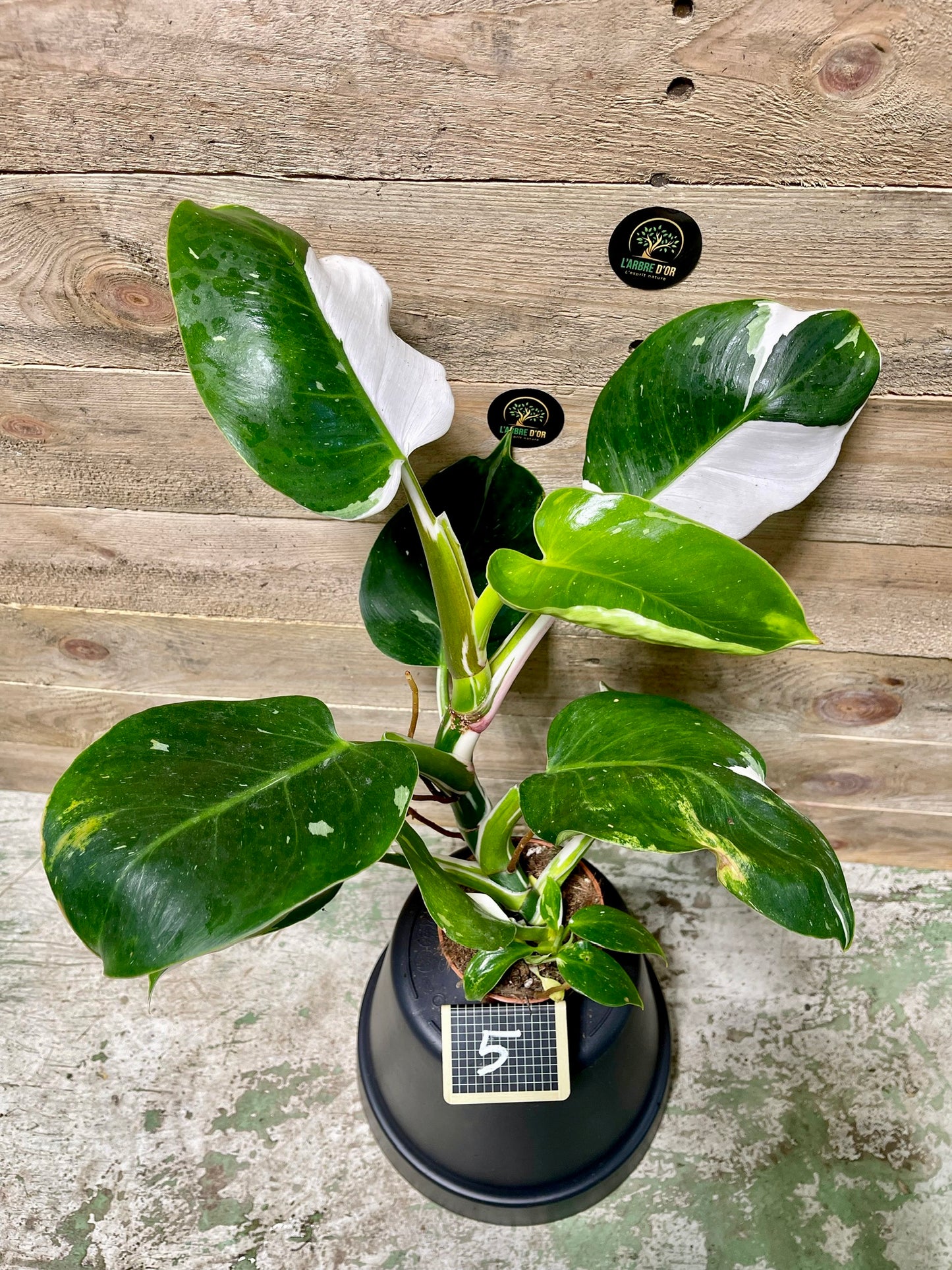 Philodendron white wizard taille M haute variegation