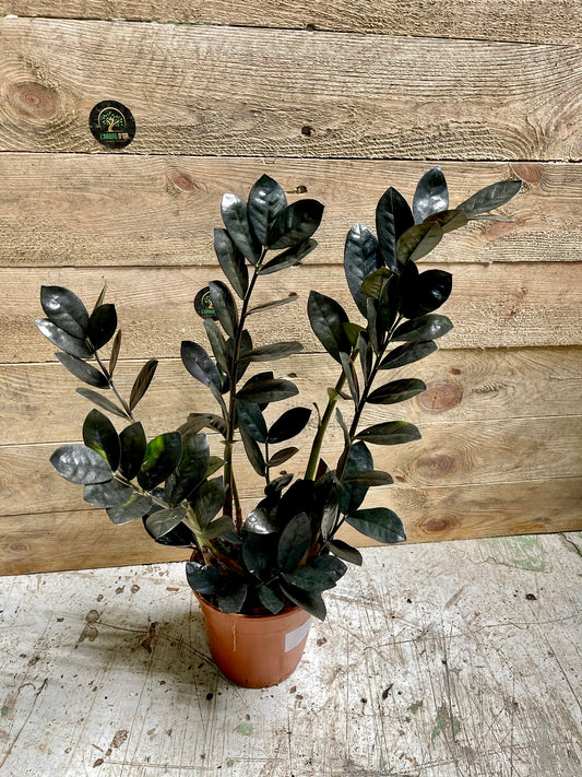 Zamioculcas zamifolia Raven