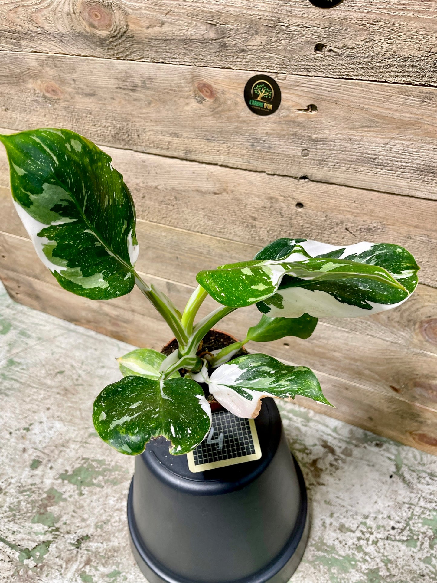 Philodendron white wizard taille M haute variegation