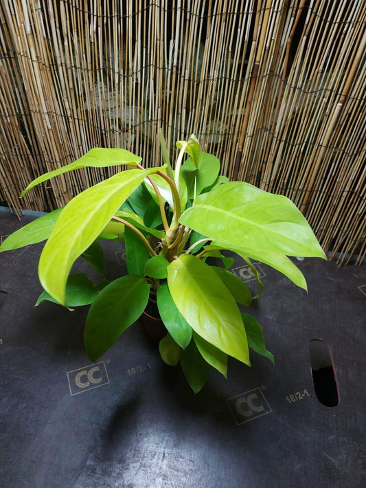 Philodendron Malay gold