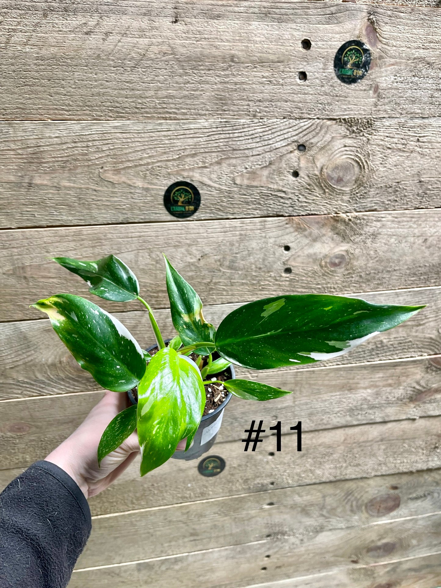 Philodendron white princess taille S