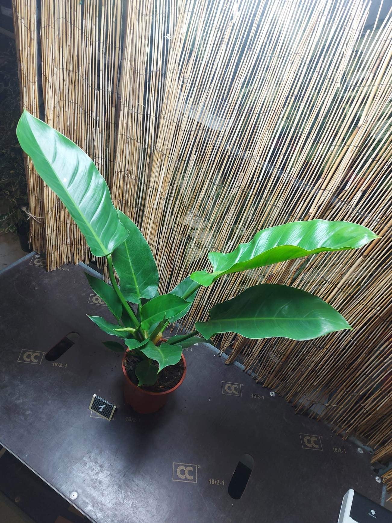 Philodendron impérial green