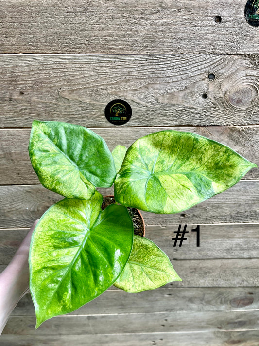 Alocasia dwarf calidora Aurea / mint variegata