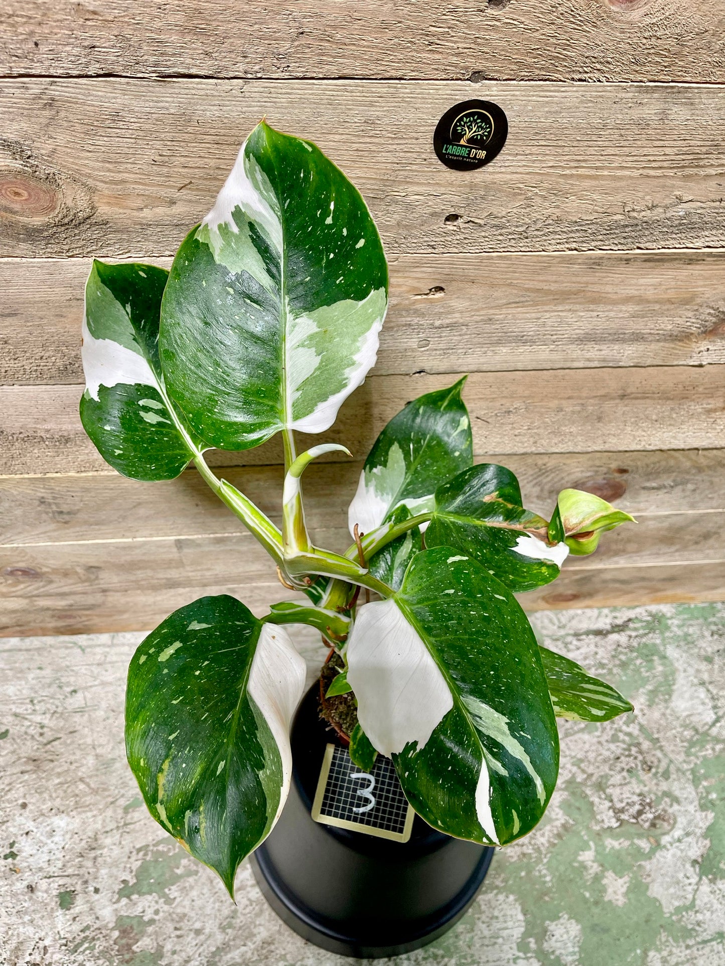 Philodendron white wizard taille M haute variegation