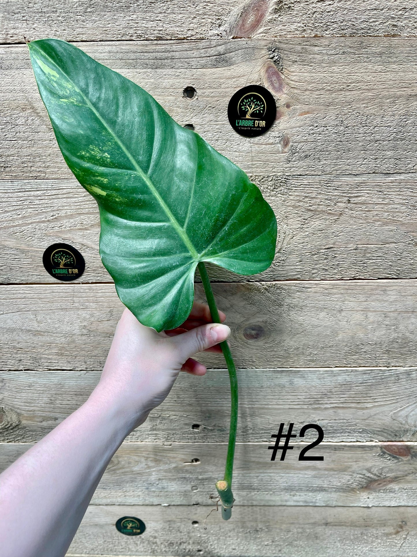 Philodendron Domesticum variegata Boutures