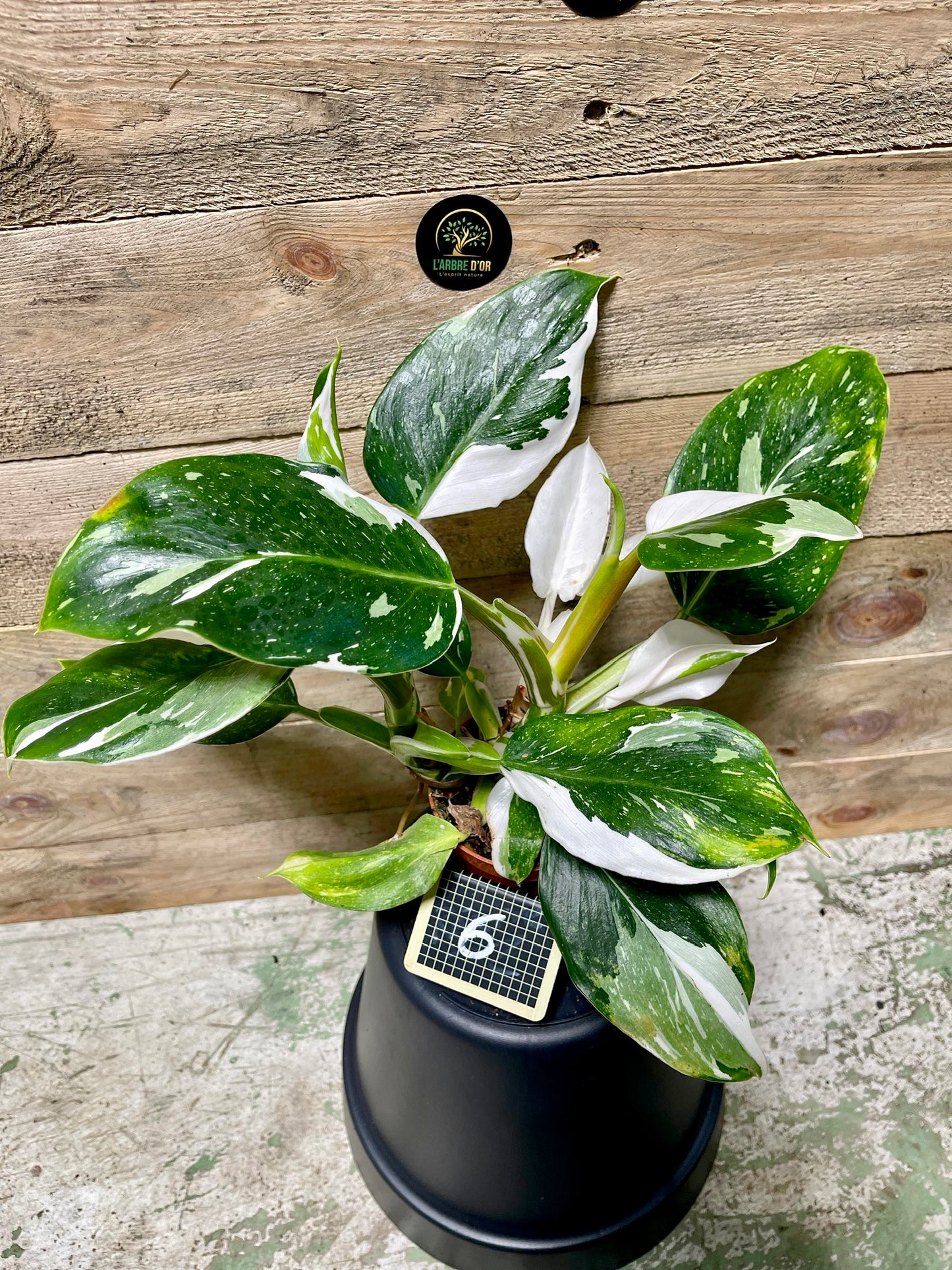 Philodendron white wizard taille M haute variegation