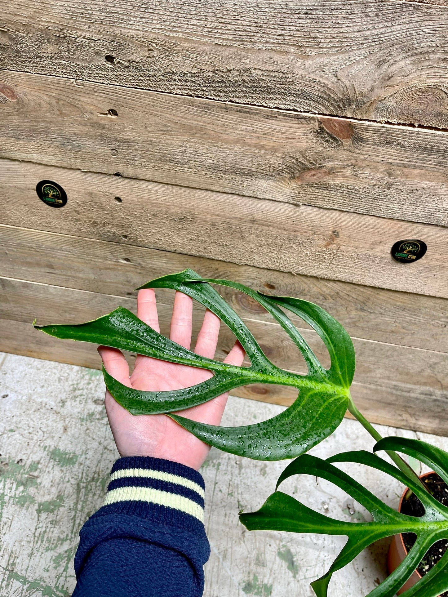 Monstera dilacerataburle marx flame