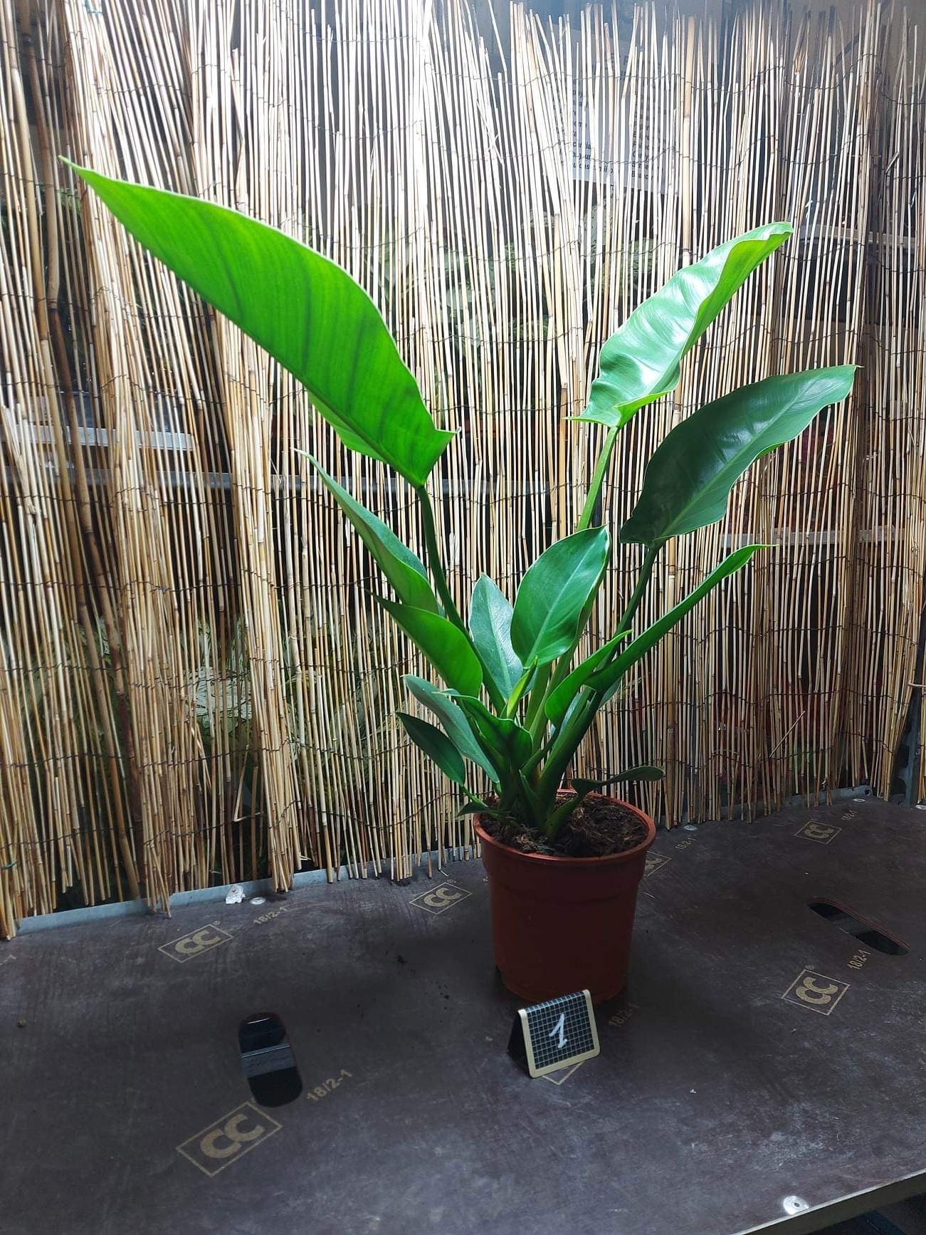 Philodendron impérial green