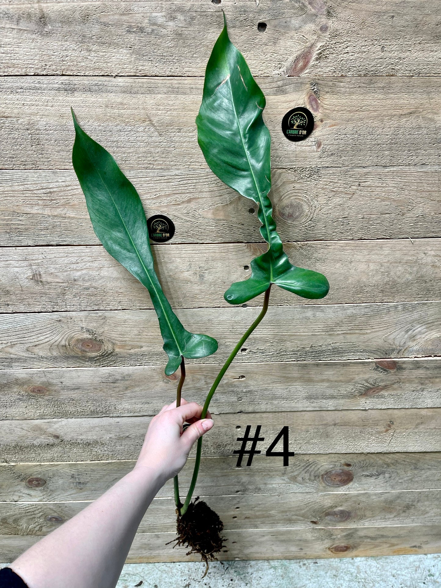 Philodendron joepii boutures / baby plantes