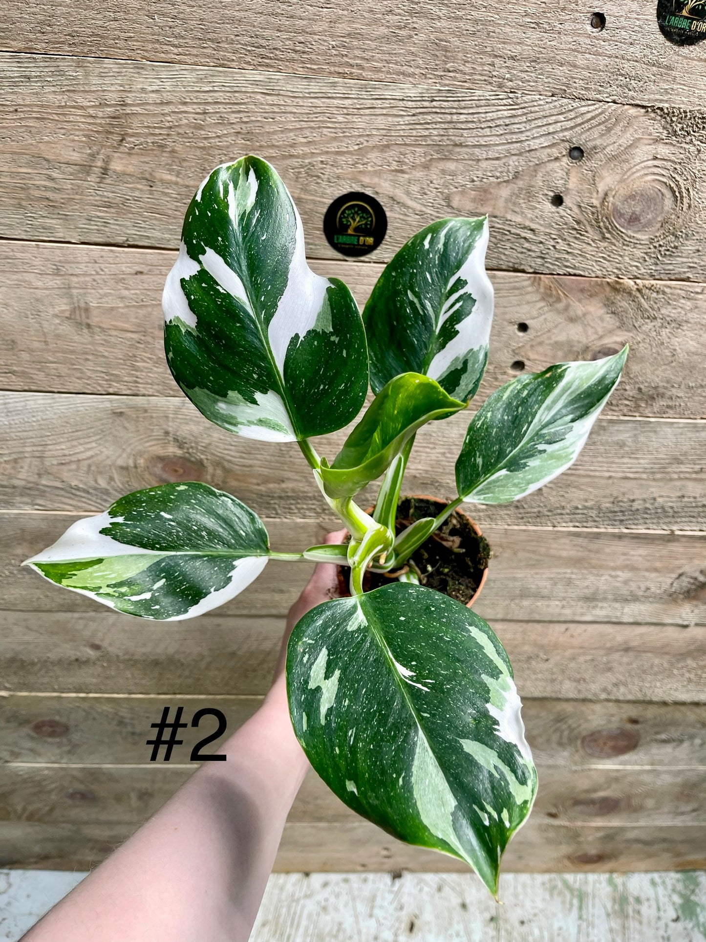 Philodendron white wizard taille M haute variegation