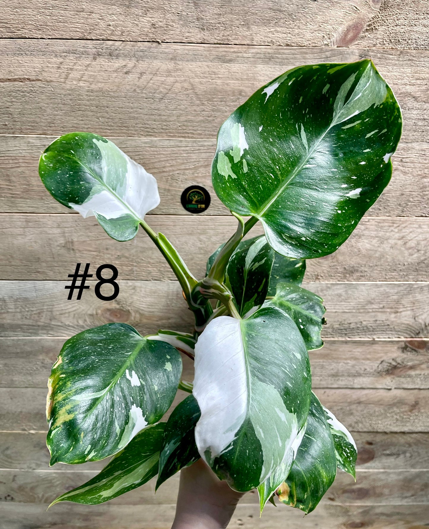 Philodendron white wizard taille M haute variegation