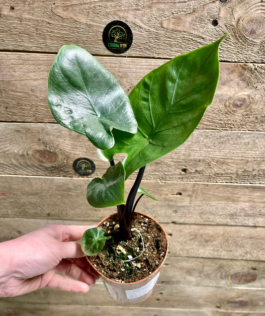 Alocasia macrorrhiza black stem