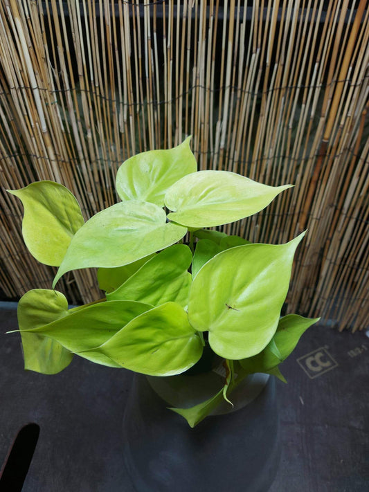 Philodendron scandens lime