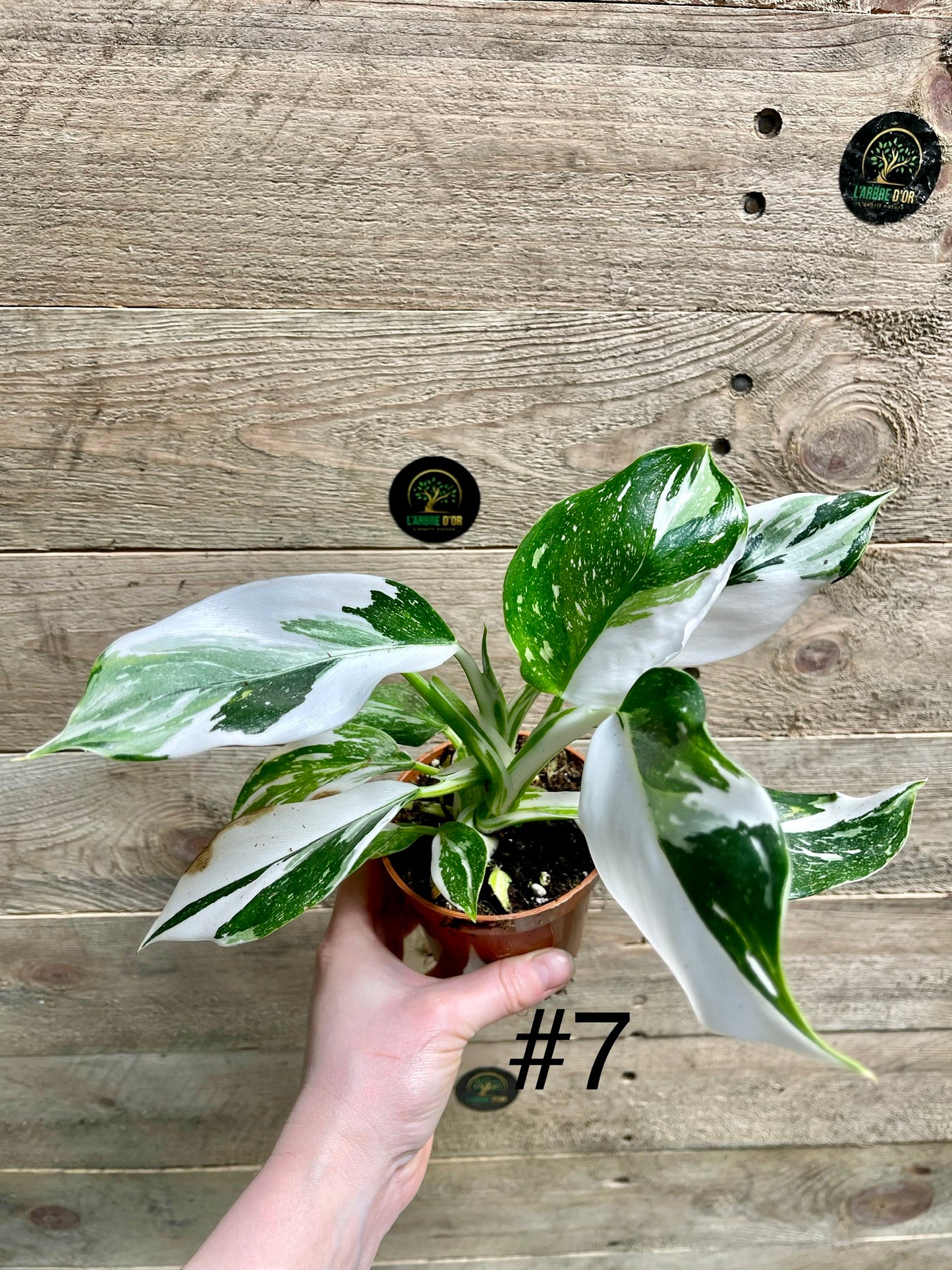 Philodendron white wizard taille M haute variegation