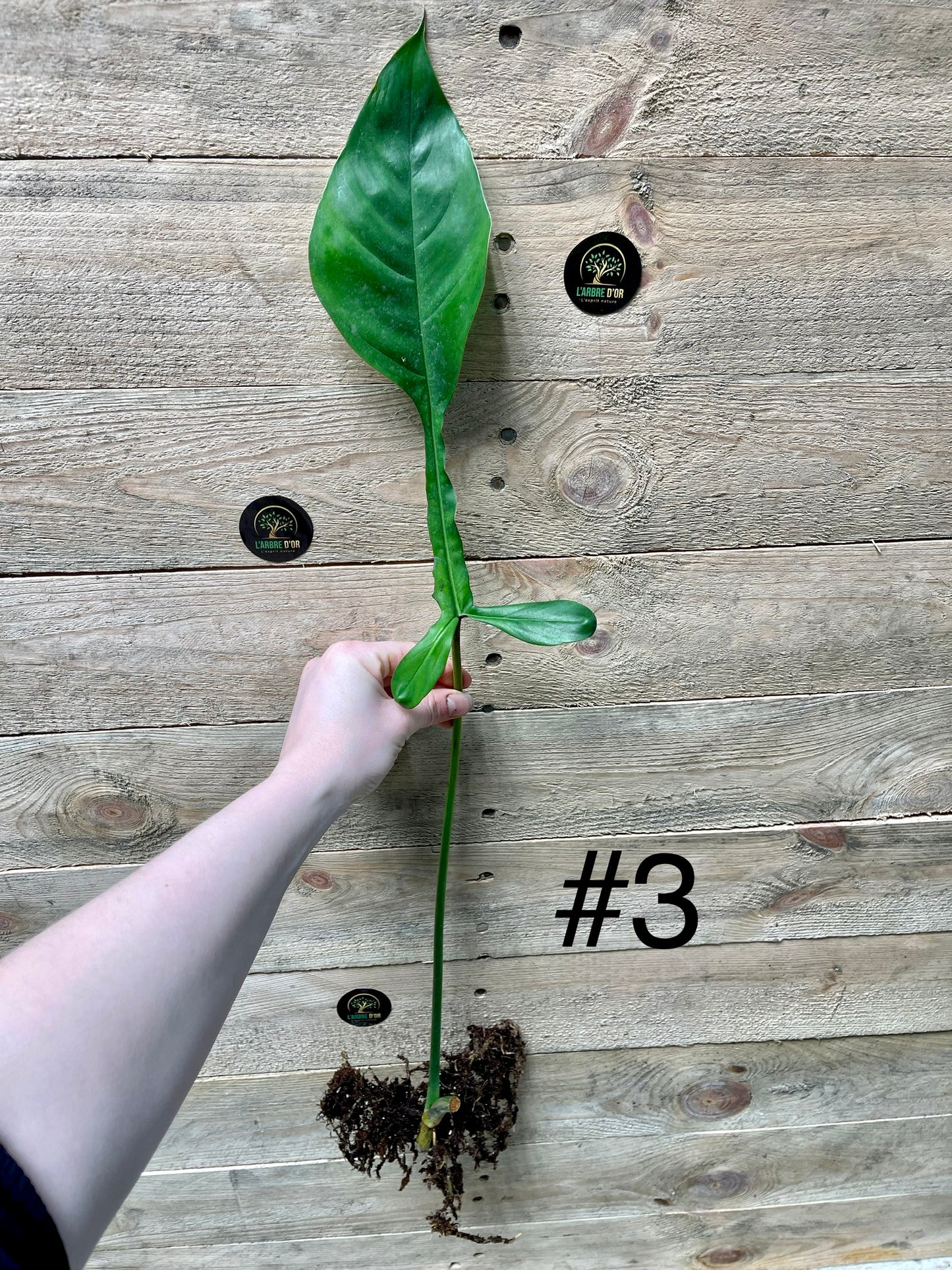 Philodendron joepii boutures / baby plantes