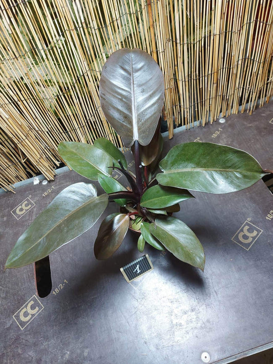 Philodendron Imperial Red