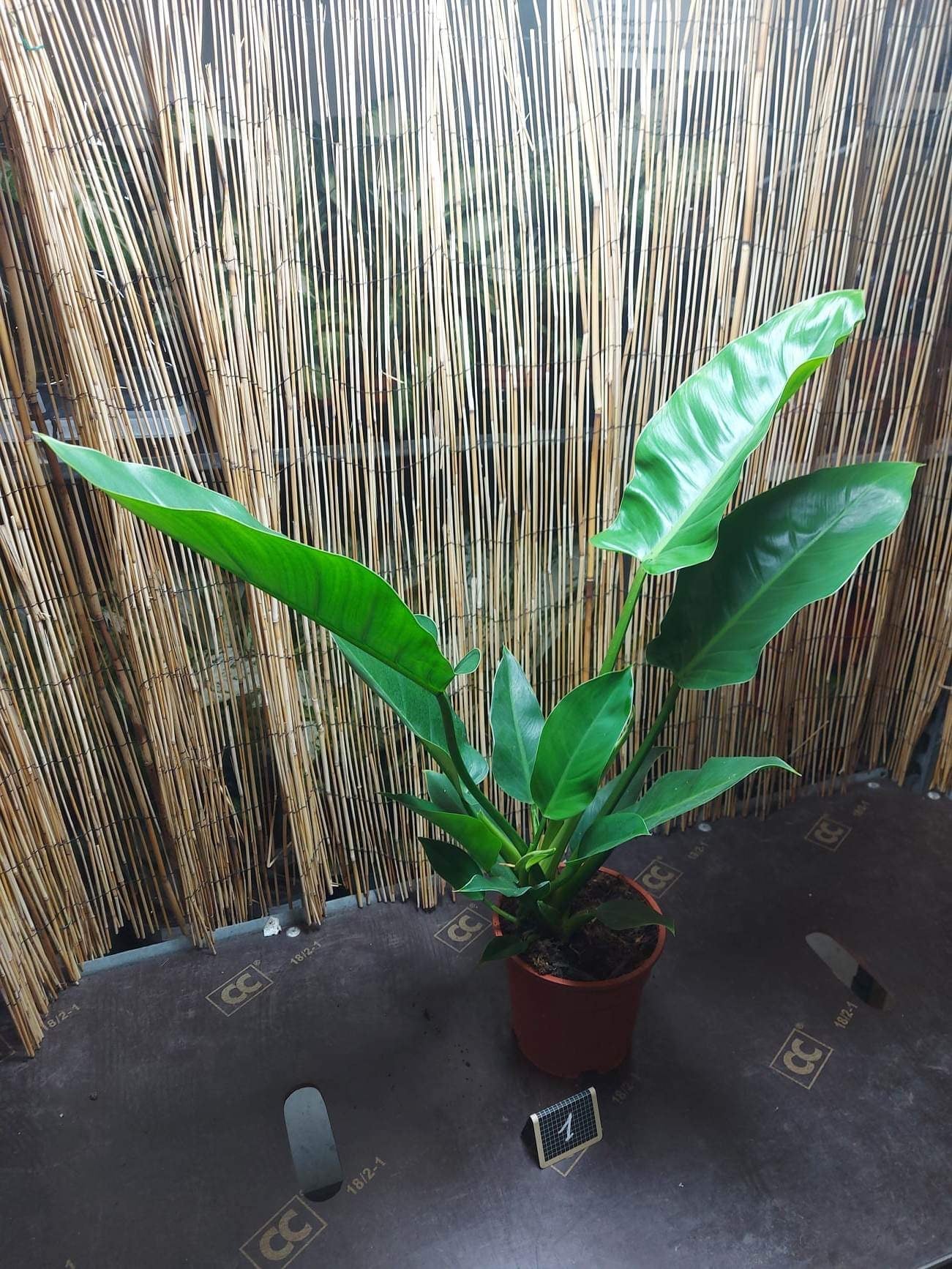 Philodendron impérial green