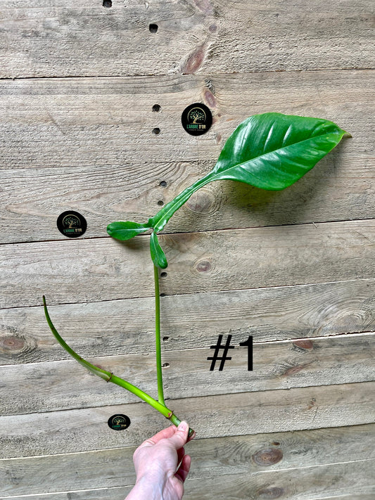 Philodendron joepii boutures / baby plantes