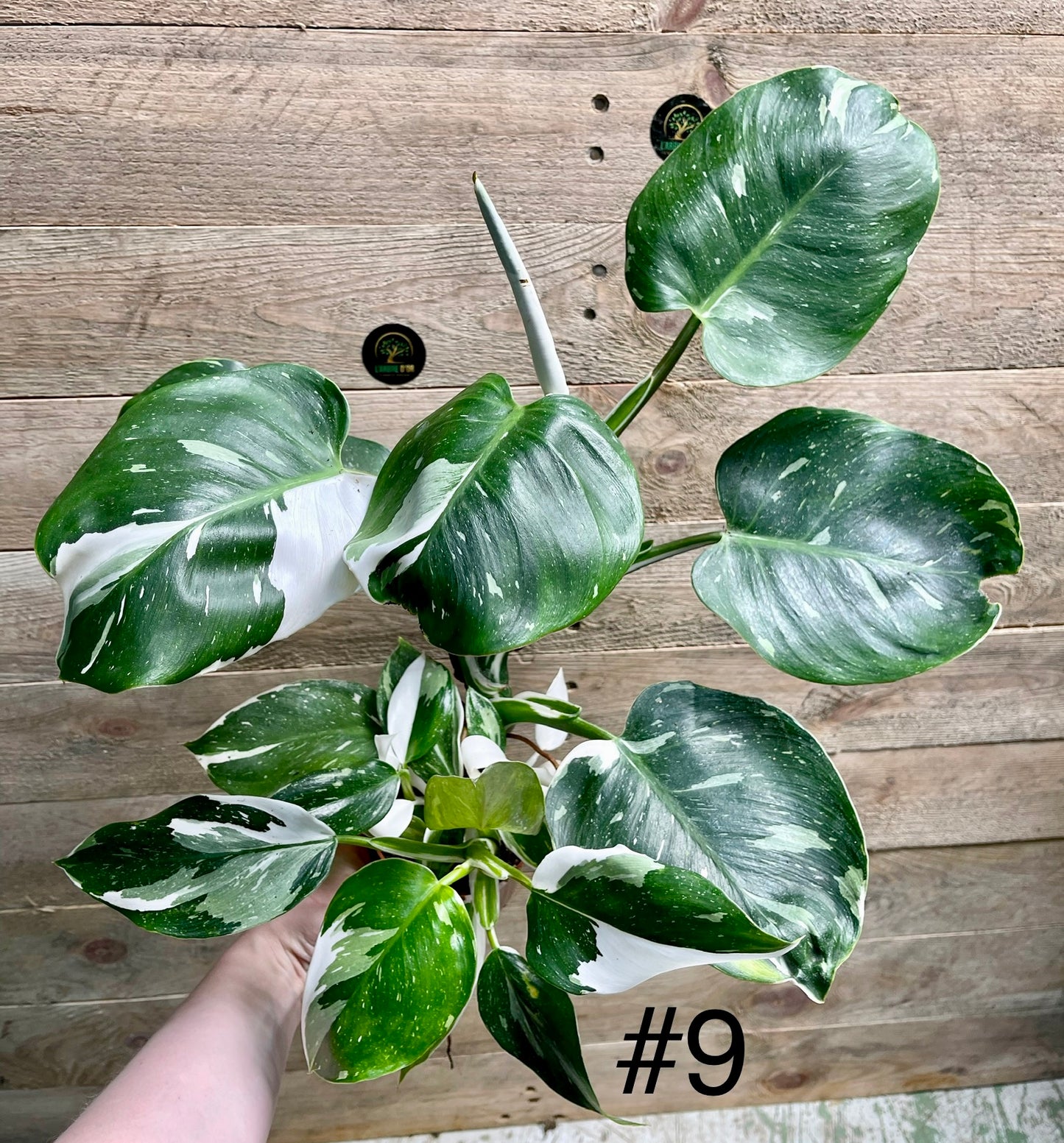 Philodendron white wizard taille M haute variegation