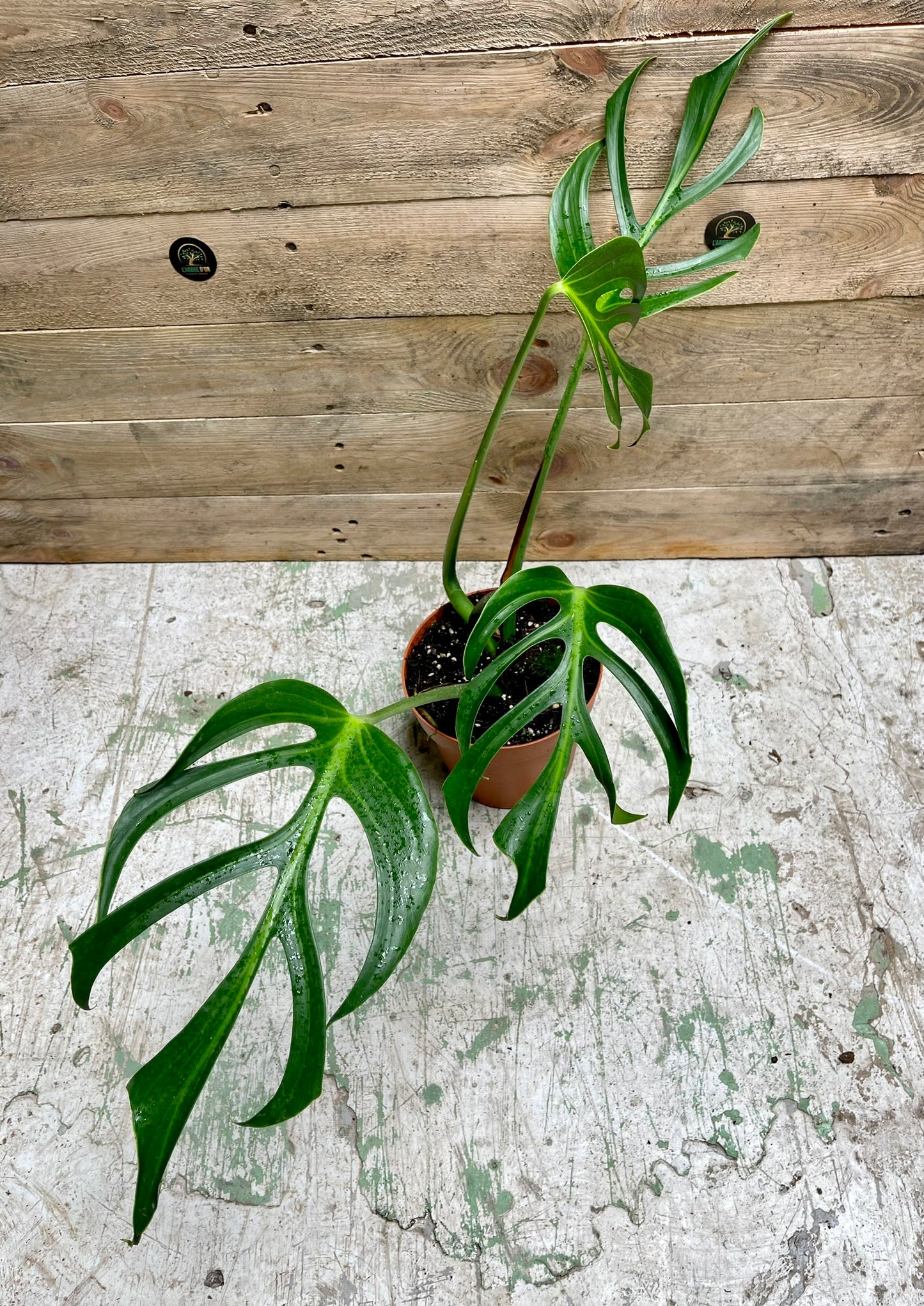 Monstera dilacerataburle marx flame