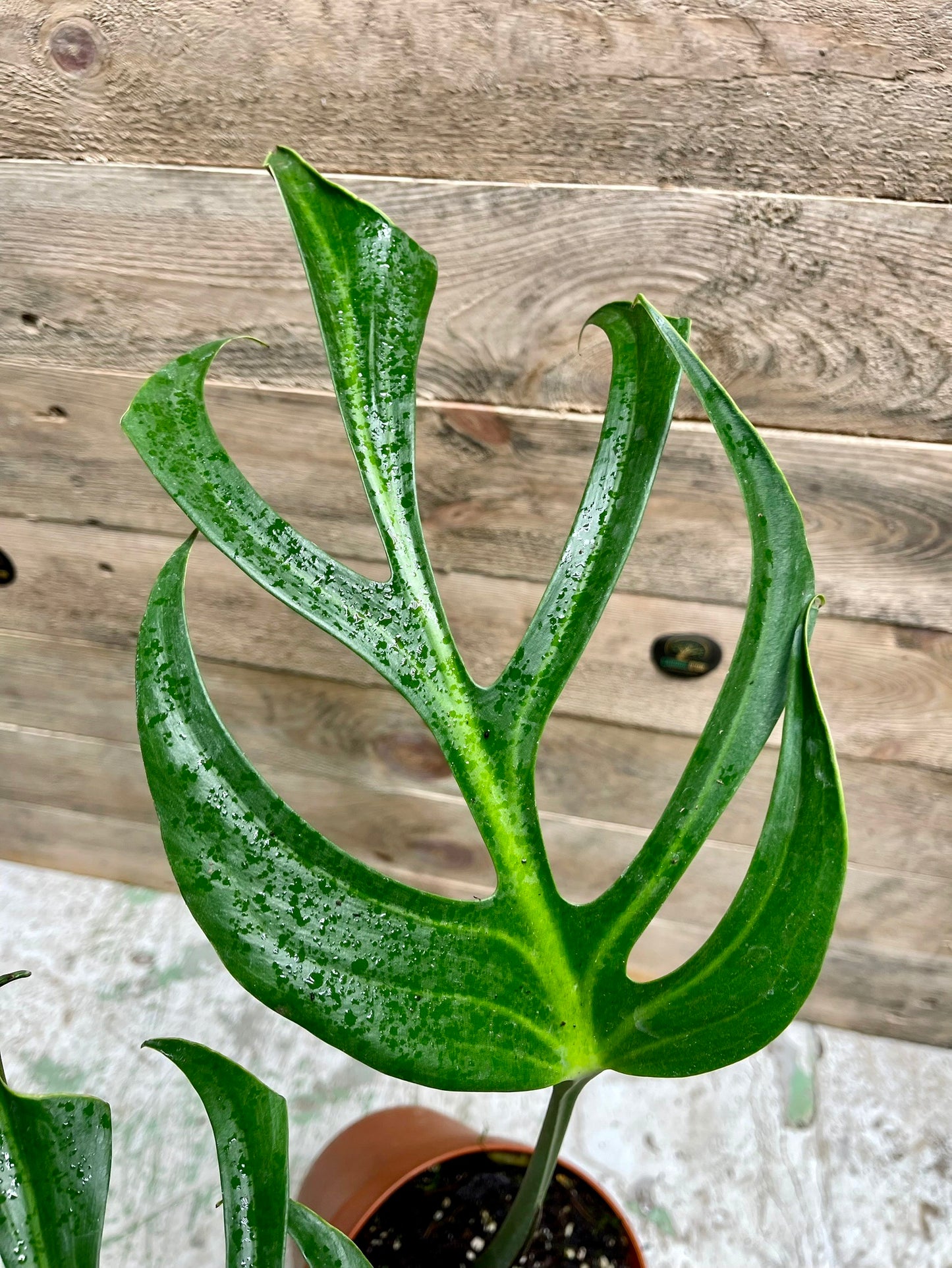 Monstera dilacerataburle marx flame