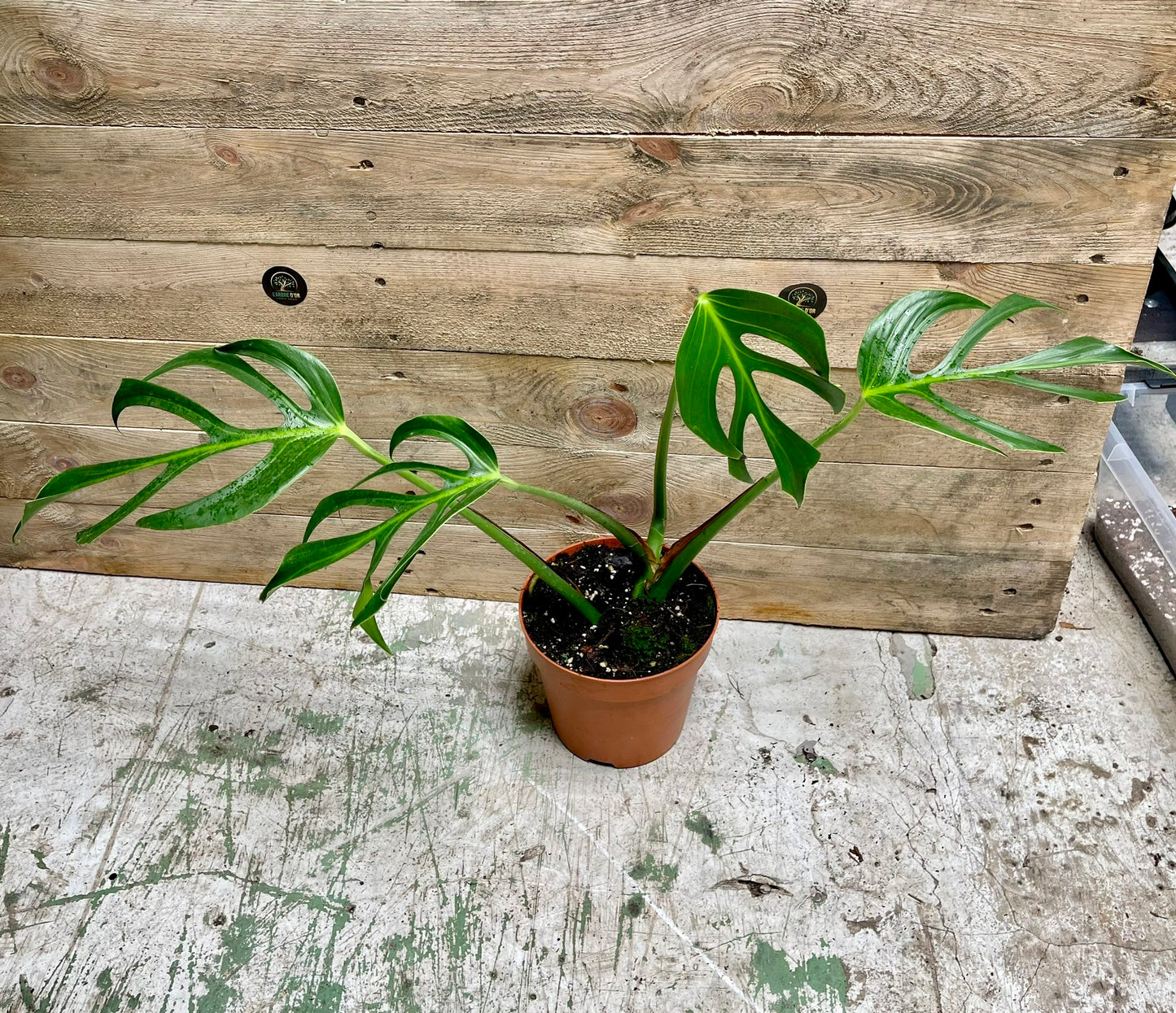 Monstera dilacerataburle marx flame